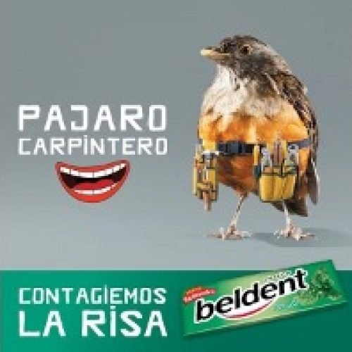 BELDENT- PAJARO C